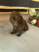 Renee’, a female Poodle - Toy  for sale in Smiths Grove, KY – 1 of 3