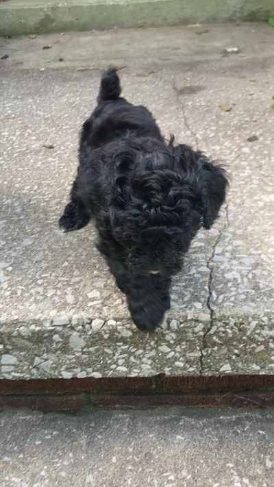 Yvette silver, a female Poodle - Toy  for sale in Smiths Grove, KY – 9 of 9