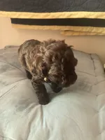 Bridgette, a female Poodle - Toy  for sale in Smiths Grove, KY – 3 of 3