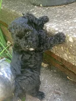 Argent, a male Poodle - Toy  for sale in Smiths Grove, KY – 2 of 3