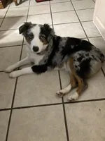 Amelia, a female Australian Shepherd for sale in Smiths Grove, KY – 1 of 3