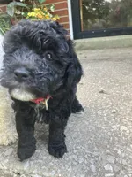 Yvette silver, a female Poodle - Toy  for sale in Smiths Grove, KY – 2 of 9