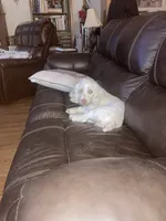 Noel, a female Maltese and Poodle - Miniature  for sale in Smiths Grove, KY – 4 of 6