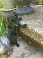 Argent, a male Poodle - Toy  for sale in Smiths Grove, KY – 3 of 3