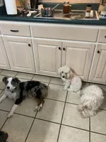 Amelia, a female Australian Shepherd for sale in Smiths Grove, KY – 3 of 3