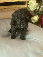 Claire, a female Poodle - Toy  for sale in Smiths Grove, KY – 1 of 3