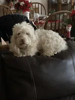 Noel, a female Maltese and Poodle - Miniature  for sale in Smiths Grove, KY – 3 of 6