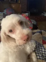 Noel, a female Maltese and Poodle - Miniature  for sale in Smiths Grove, KY – 5 of 6