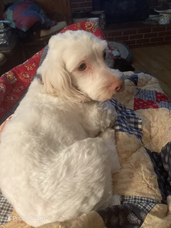 Noel – Maltese, Poodle - Miniature  puppy for sale in Smiths Grove, KY