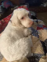 Noel, a female Maltese and Poodle - Miniature  for sale in Smiths Grove, KY – 1 of 6