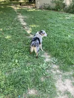 Amelia, a female Australian Shepherd for sale in Smiths Grove, KY – 5 of 5