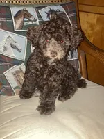 Cocoa, a female Poodle - Toy  and Poodle - Miniature  for sale in Smiths Grove, KY – 2 of 7