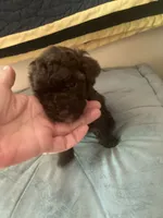 Bridgette, a female Poodle - Toy  for sale in Smiths Grove, KY – 2 of 3
