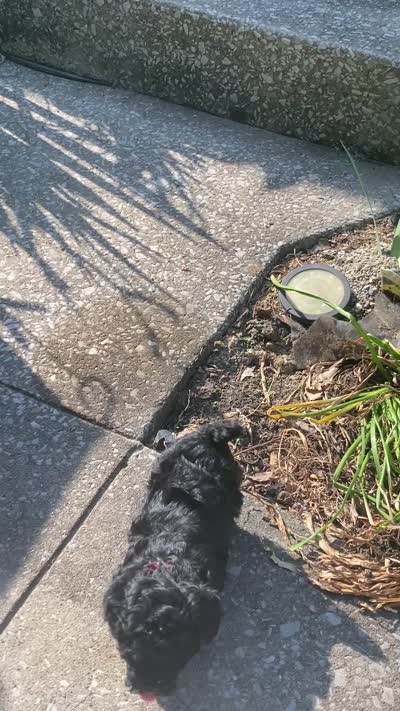 Yvette silver, a female Poodle - Toy  for sale in Smiths Grove, KY – 8 of 9