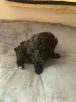 Claire, a female Poodle - Toy  for sale in Smiths Grove, KY – 2 of 3