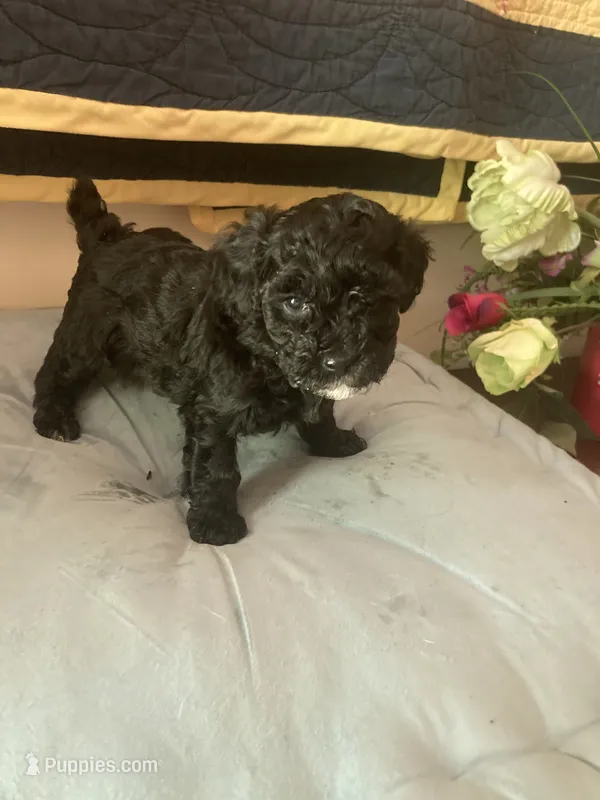 Yvette – Poodle - Toy  puppy for sale in Smiths Grove, KY