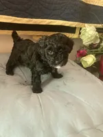 Yvette, a female Poodle - Toy  for sale in Smiths Grove, KY – 1 of 3
