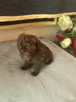 Renee’, a female Poodle - Toy  for sale in Smiths Grove, KY – 3 of 3
