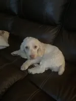 Noel, a female Maltese and Poodle - Miniature  for sale in Smiths Grove, KY – 2 of 6