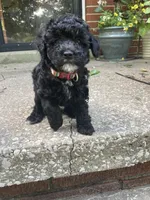 Yvette silver, a female Poodle - Toy  for sale in Smiths Grove, KY – 7 of 10