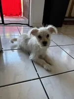 Mochi, a female Maltipoo for sale in Hawthorne, CA – Photo 1 of 5