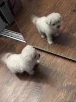 Mochi, a female Maltipoo for sale in Hawthorne, CA – Photo 5 of 5