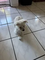 Mochi, a female Maltipoo for sale in Hawthorne, CA – Photo 2 of 5