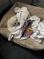 Mochi, a female Maltipoo for sale in Hawthorne, CA – Photo 4 of 5