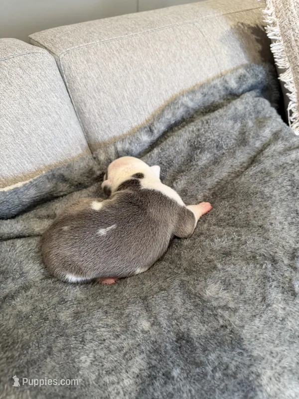 Serj Ohanyan – American Pit Bull Terrier puppy for sale in Glendale, CA