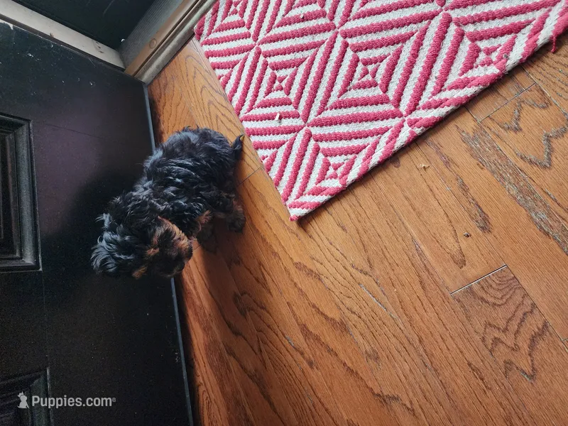 WINSTON – Yorkshire Terrier puppy for sale in Spring Lake, NC