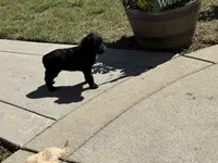 Onyx, a female Miniature Goldendoodle for sale in Spring Lake, NC – 5 of 5