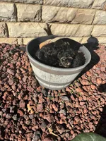 ROSIE, a female Yorkshire Terrier for sale in Spring Lake, NC – 2 of 3