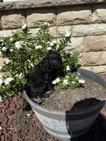 Onyx, a female Miniature Goldendoodle for sale in Spring Lake, NC – 2 of 5