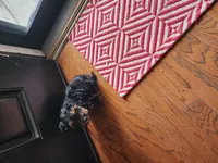 WINSTON, a male Yorkshire Terrier for sale in Spring Lake, NC – 2 of 2