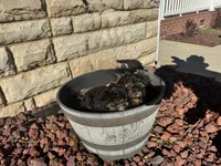 ROSIE, a female Yorkshire Terrier for sale in Spring Lake, NC – 1 of 3