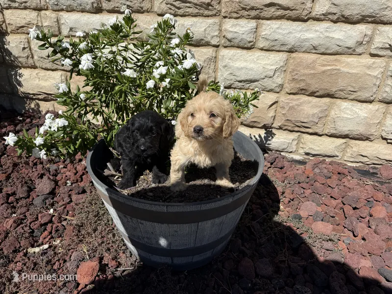 Onyx – Miniature Goldendoodle puppy for sale in Spring Lake, NC