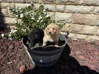 Onyx, a female Miniature Goldendoodle for sale in Spring Lake, NC – 1 of 5