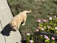 Honey , a female Miniature Goldendoodle for sale in Spring Lake, NC – 2 of 4