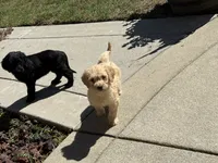 Honey , a female Miniature Goldendoodle for sale in Spring Lake, NC – 1 of 4