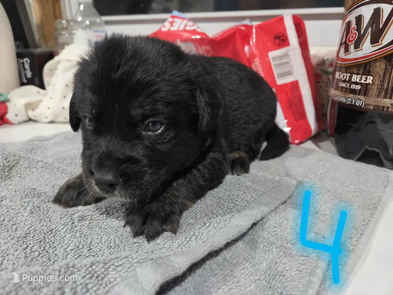 Bear – Bernese Mountain Dog, Alapaha Blue Blood Bulldog puppy for sale in Marcellus, MI