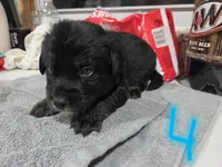 Bear, a male Bernese Mountain Dog and Alapaha Blue Blood Bulldog for sale in Marcellus, MI – 1 of 2