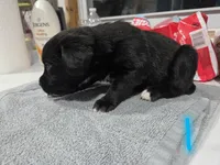 Puppy #1, a male Bernese Mountain Dog and Alapaha Blue Blood Bulldog for sale in Marcellus, MI – 2 of 2