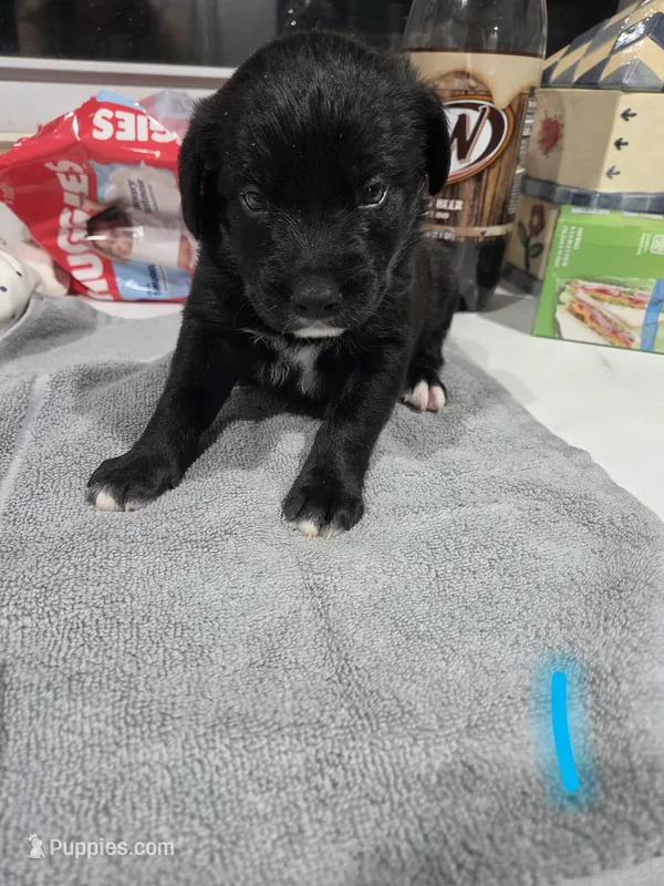 Puppy #1 – Bernese Mountain Dog, Alapaha Blue Blood Bulldog puppy for sale in Marcellus, MI