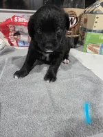 Puppy #1, a male Bernese Mountain Dog and Alapaha Blue Blood Bulldog for sale in Marcellus, MI – 1 of 2