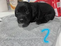 Puppy #2, a male Bernese Mountain Dog and Alapaha Blue Blood Bulldog for sale in Marcellus, MI – 2 of 2