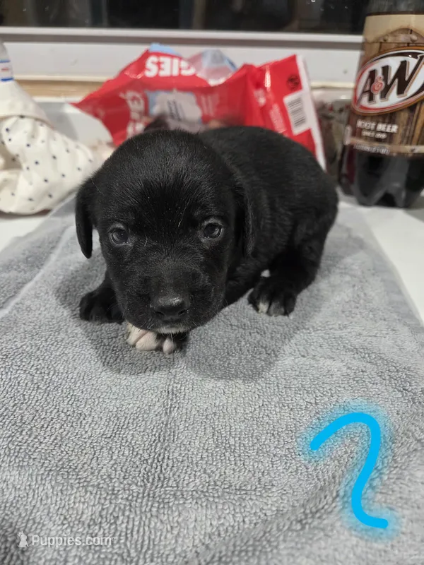 Puppy #2 – Bernese Mountain Dog, Alapaha Blue Blood Bulldog puppy for sale in Marcellus, MI