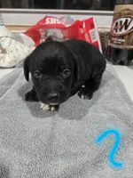 Puppy #2, a male Bernese Mountain Dog and Alapaha Blue Blood Bulldog for sale in Marcellus, MI – 1 of 2