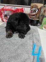 Bear, a male Bernese Mountain Dog and Alapaha Blue Blood Bulldog for sale in Marcellus, MI – 2 of 2