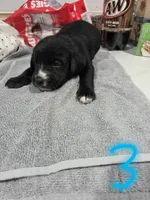 Puppy #3, a male Bernese Mountain Dog and Alapaha Blue Blood Bulldog for sale in Marcellus, MI – 2 of 2