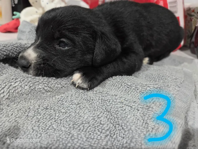 Puppy #3 – Bernese Mountain Dog, Alapaha Blue Blood Bulldog puppy for sale in Marcellus, MI